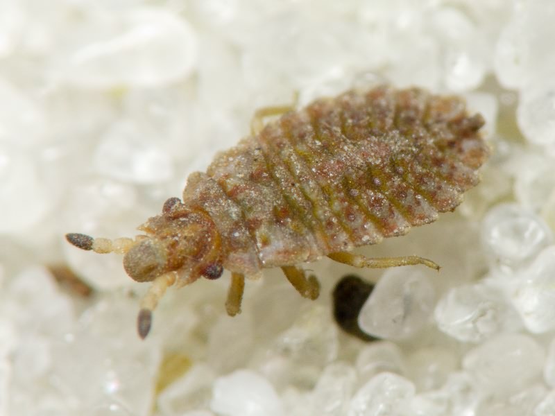 Aradus cinnamomeus Panzer, 1806